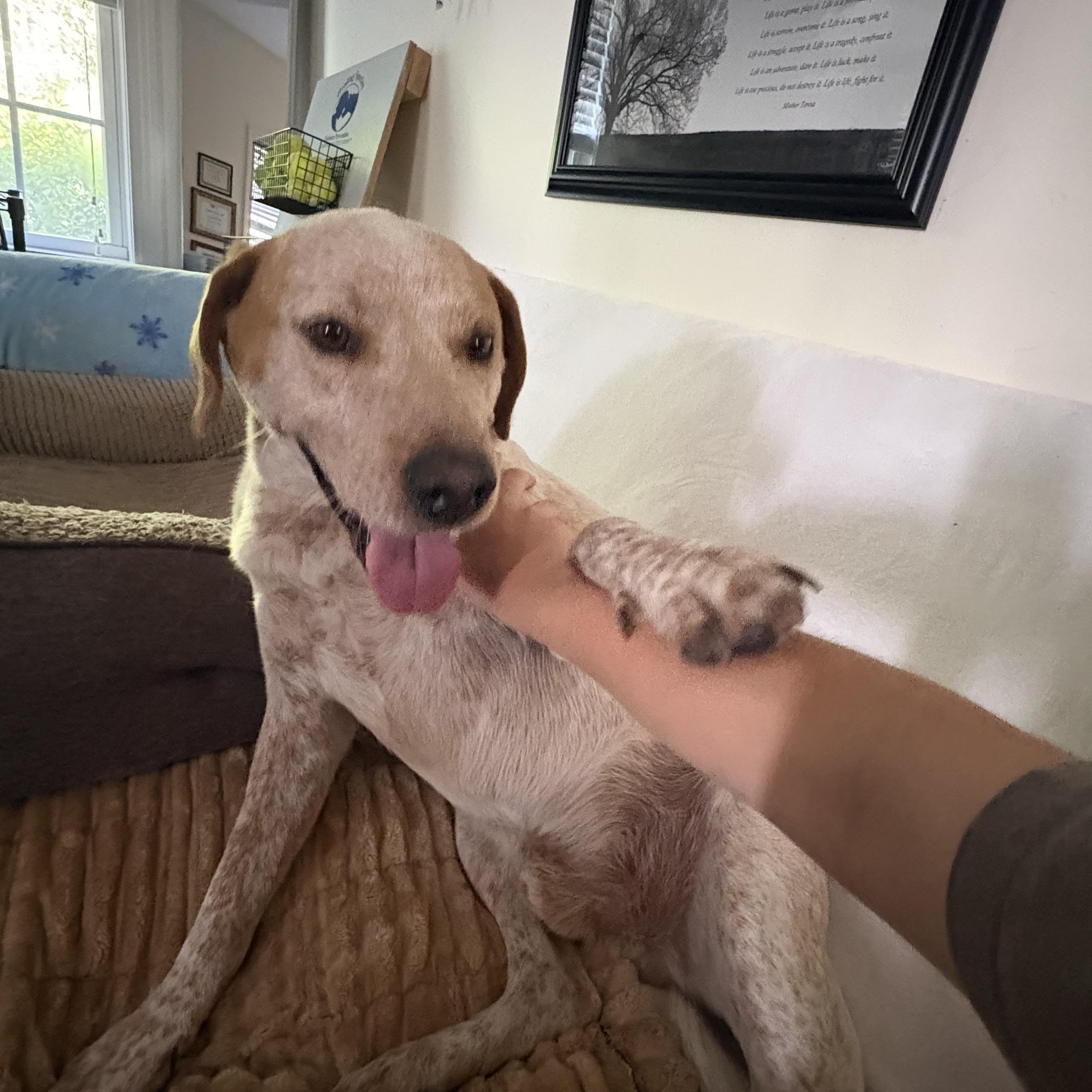 Enlarge Ezra, a Adoptable mixed breed in Orangeburg, SC image 5/6
