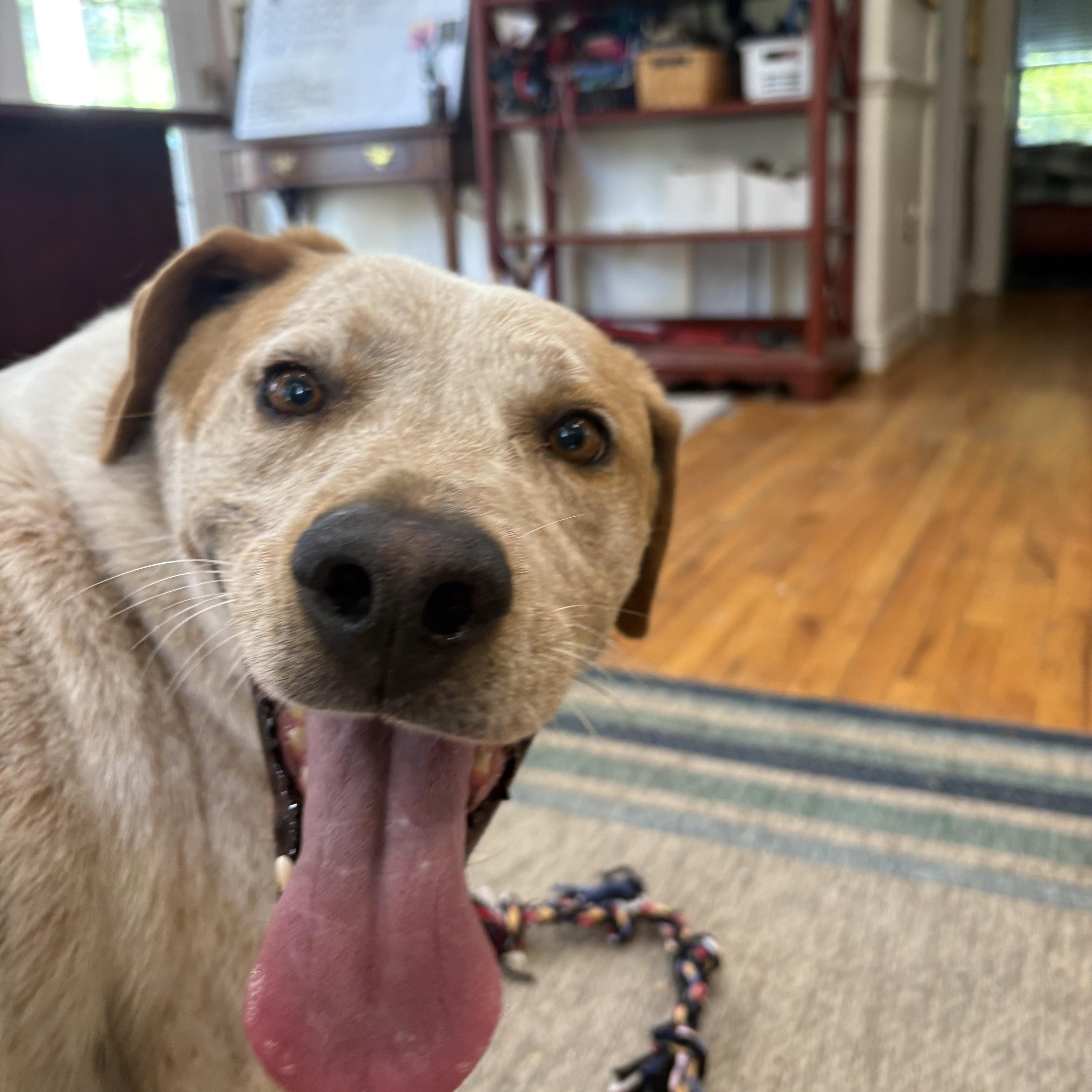 Enlarge Ezra, a Adoptable mixed breed in Orangeburg, SC image 4/6