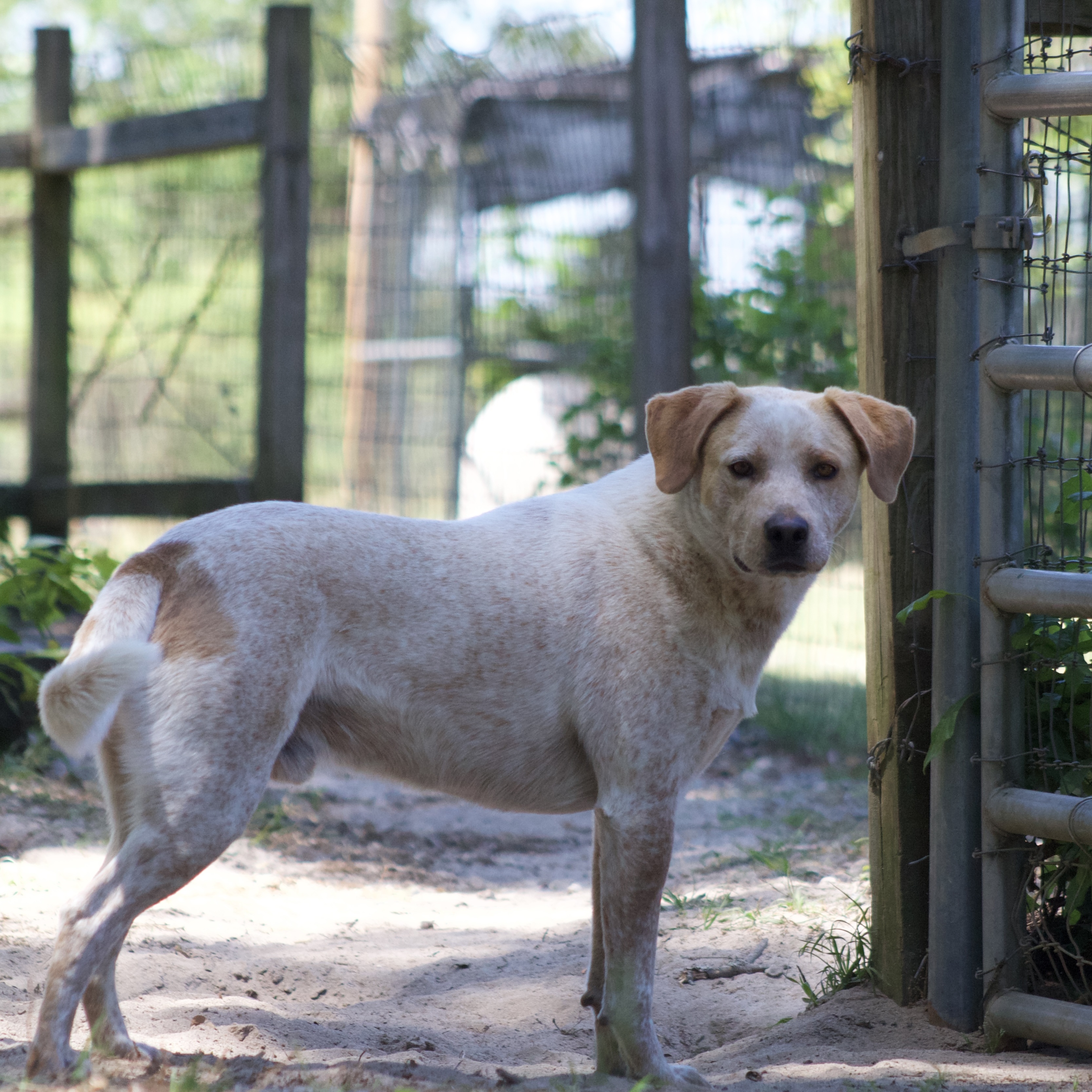 Enlarge Ezra, a Adoptable mixed breed in Orangeburg, SC image 2/6