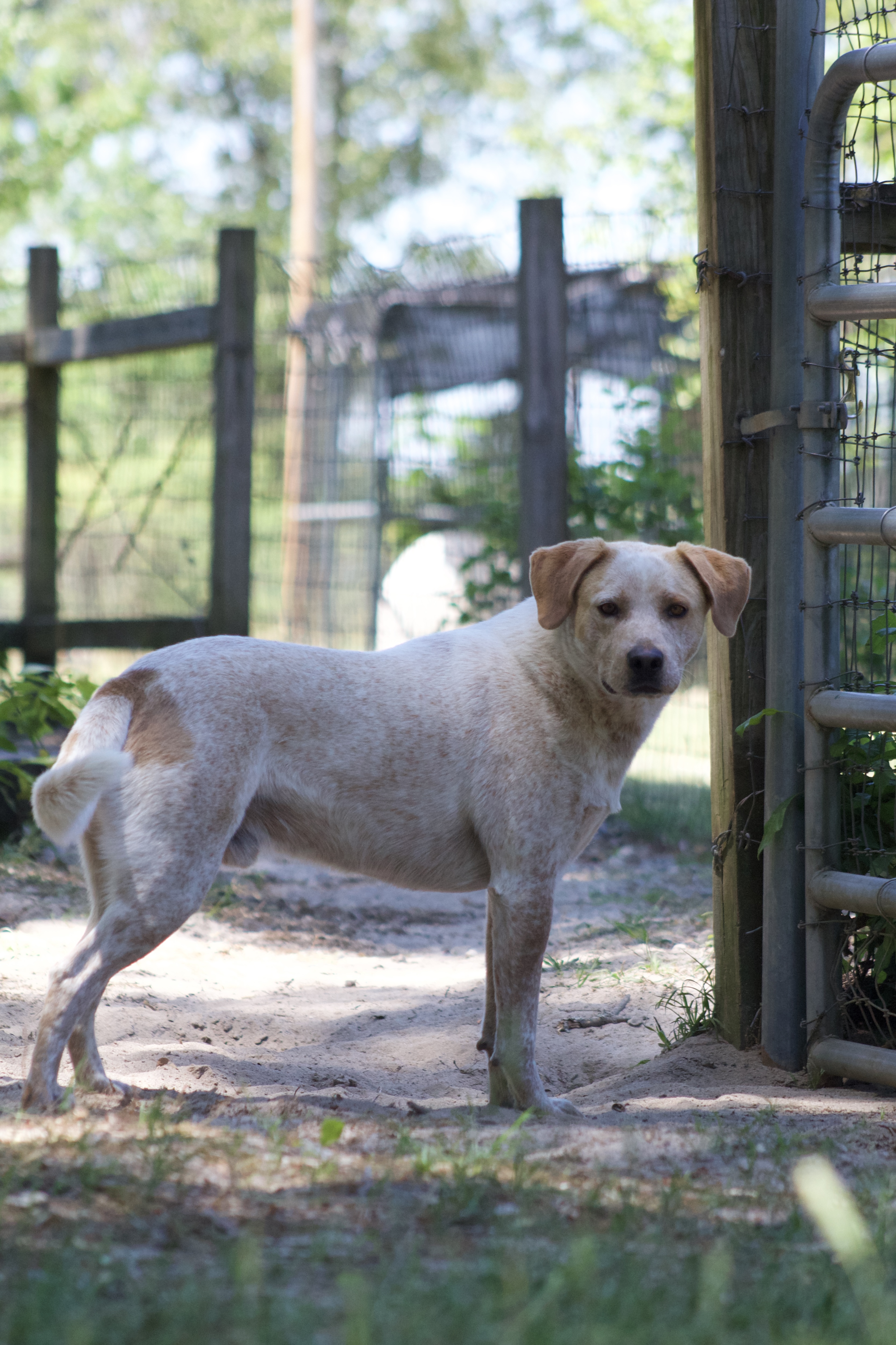 Ezra, a Adoptable mixed breed in Orangeburg, SC image 5/6