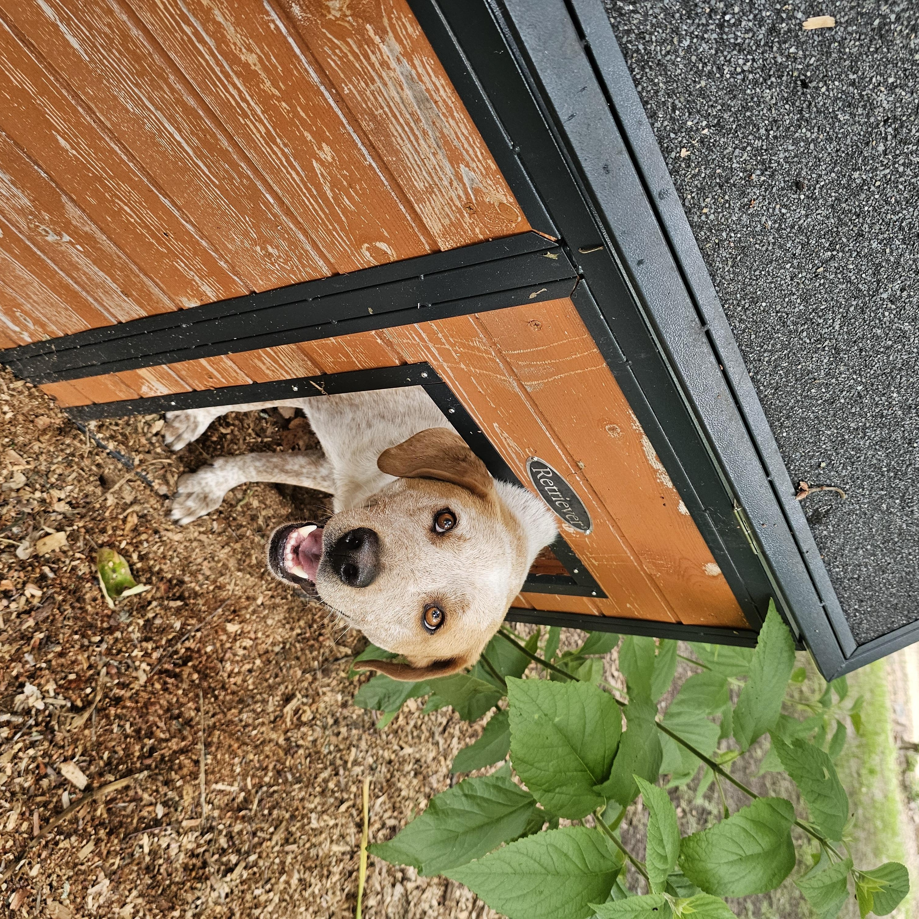 Ezra, a Adoptable mixed breed in Orangeburg, SC image 3/6