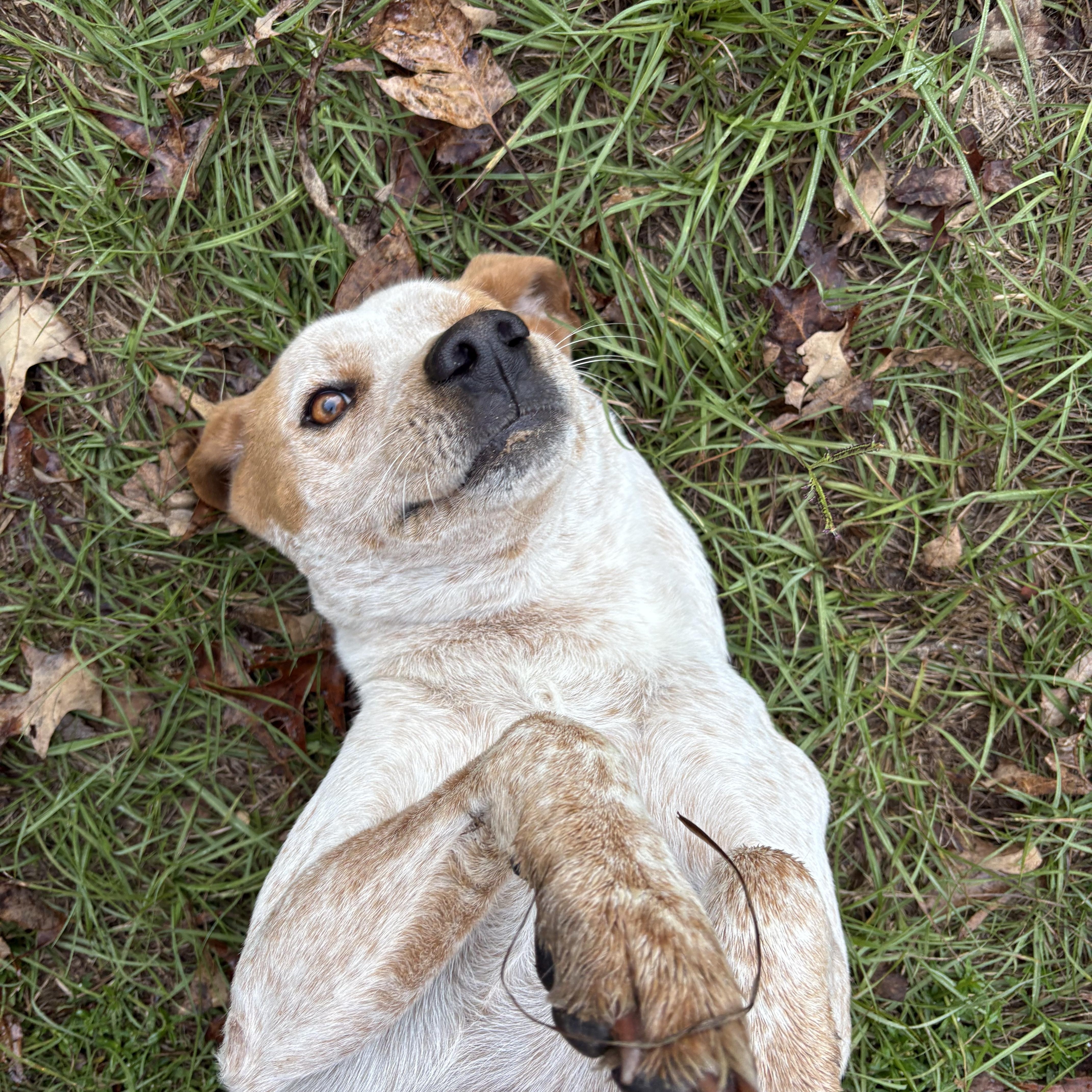 Enlarge Ezra, a Adoptable mixed breed in Orangeburg, SC image 6/6