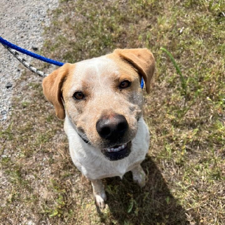 Enlarge Ezra, a Adoptable mixed breed in Orangeburg, SC image 1/6