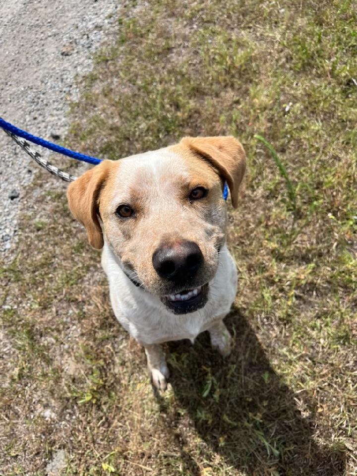 Ezra, a Adoptable mixed breed in Orangeburg, SC image 4/6