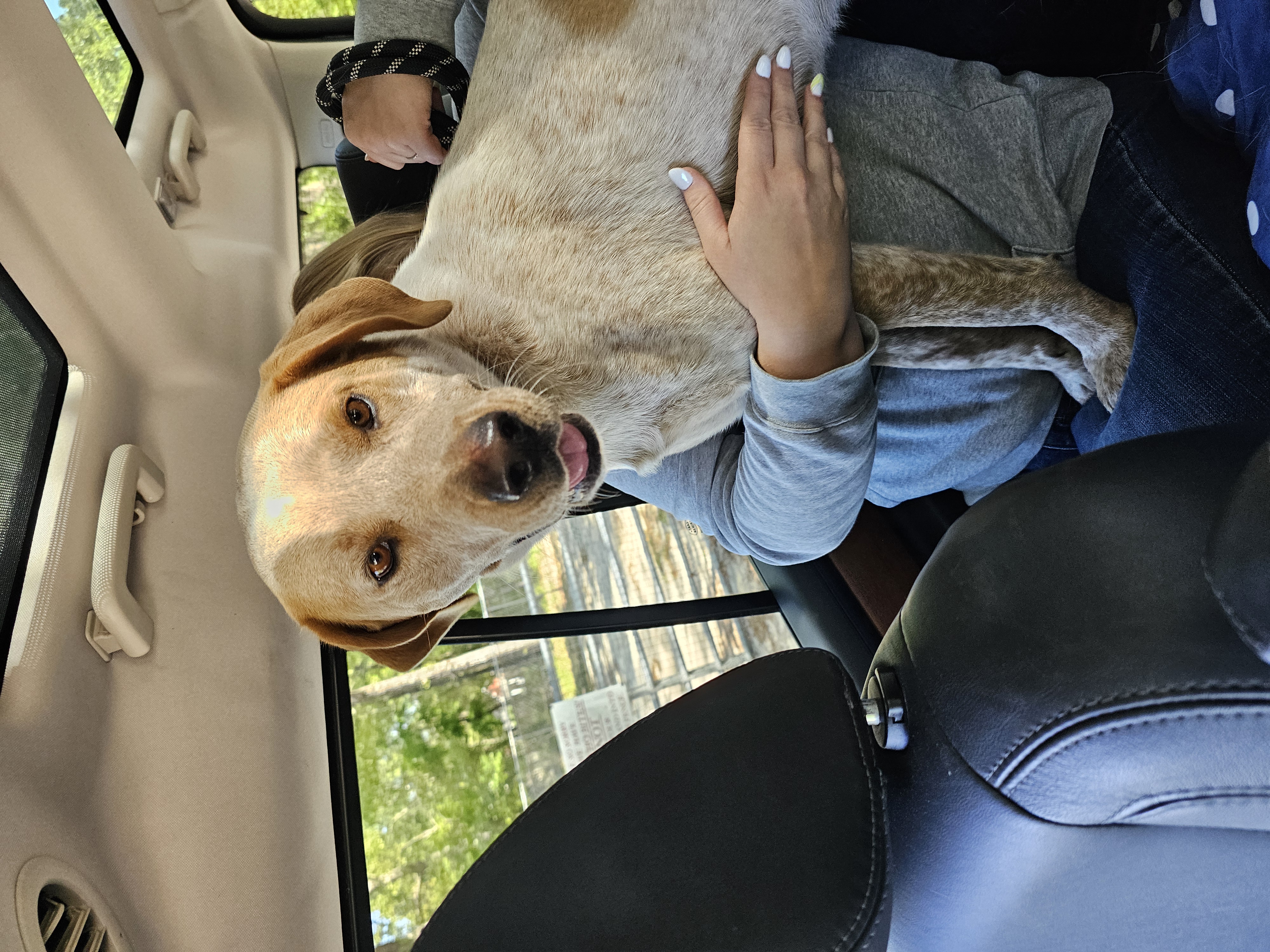 Ezra, a Adoptable mixed breed in Orangeburg, SC image 6/6