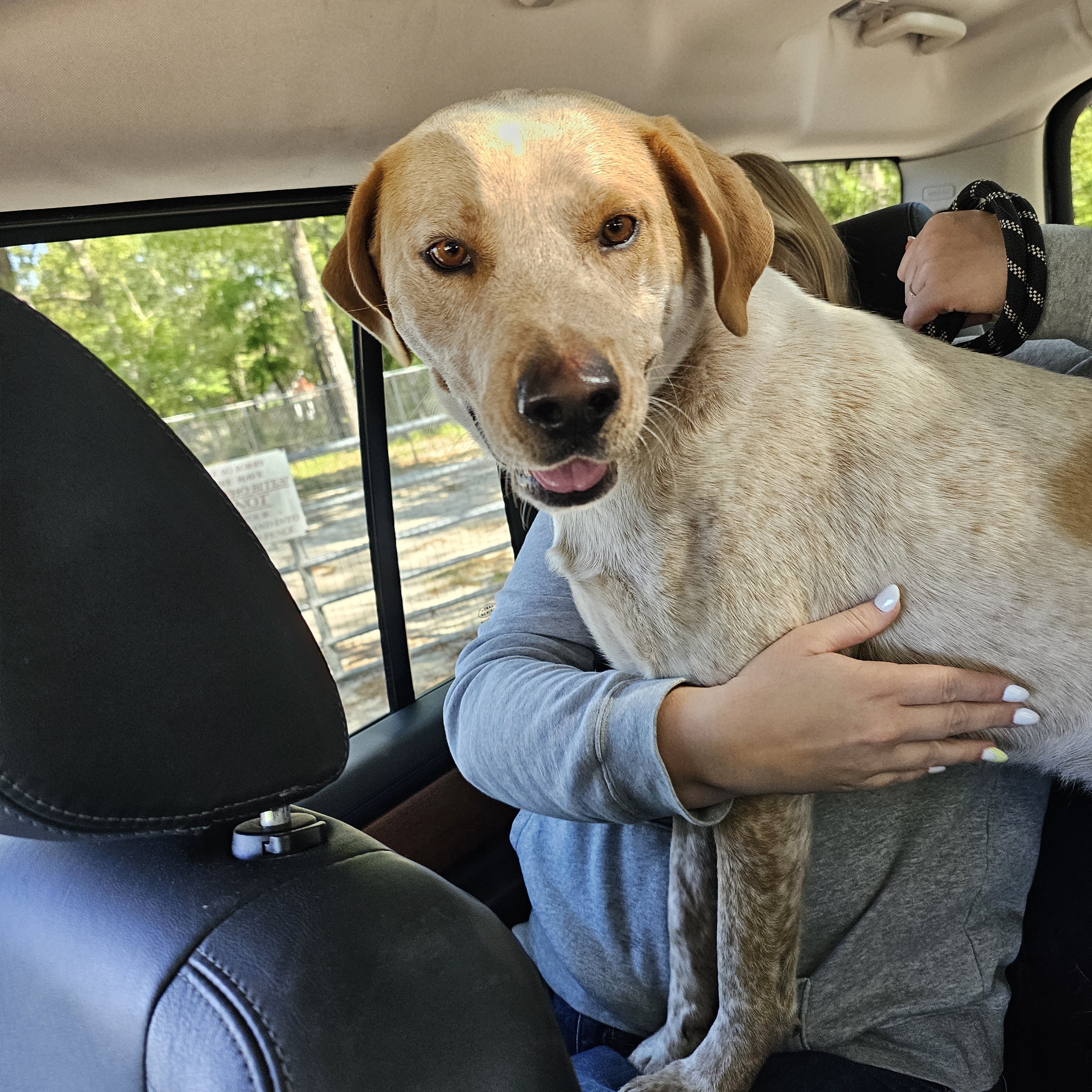 Enlarge Ezra, a Adoptable mixed breed in Orangeburg, SC image 3/6