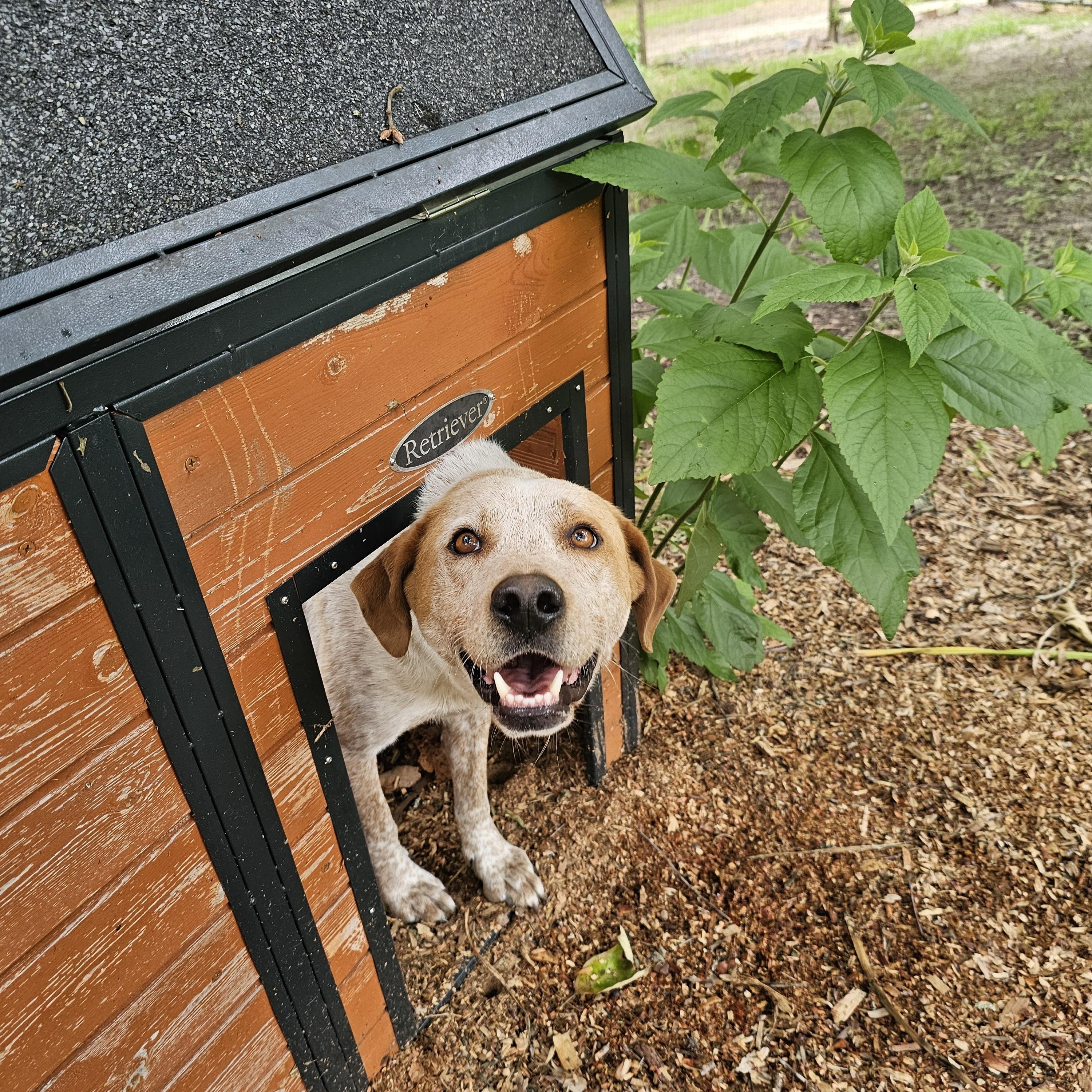 Ezra, a Adoptable mixed breed in Orangeburg, SC image 1/6