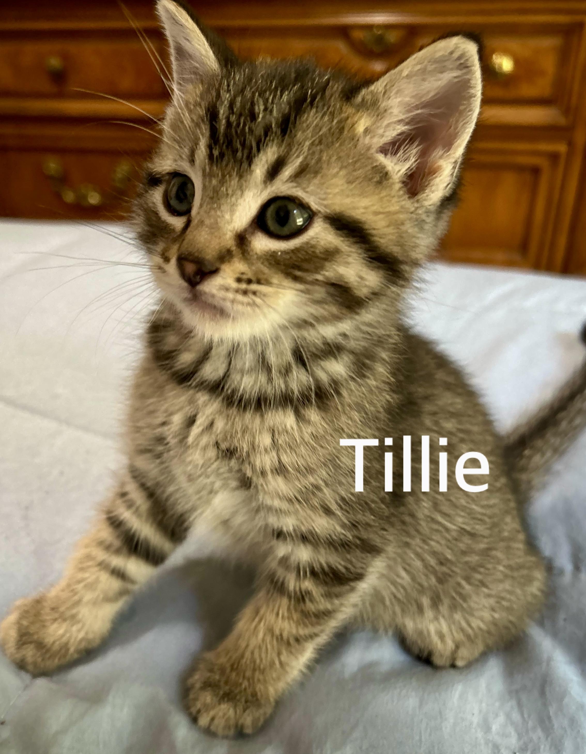 Tillie, ADOPTABLE, Kitten Female Domestic Short Hair.