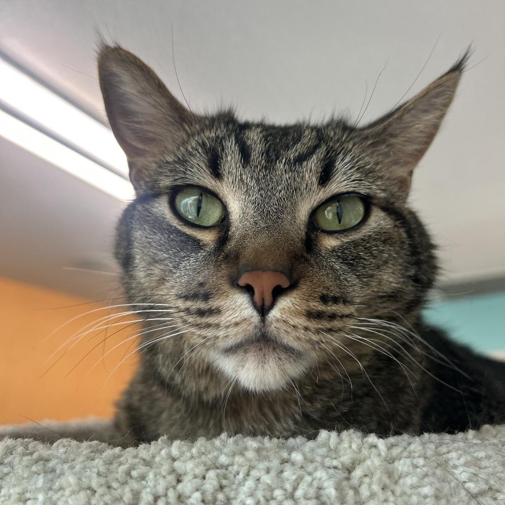 Enlarge Firulais AKA TuTu, a Adoptable Domestic Short Hair in Fresno, CA image 1/5