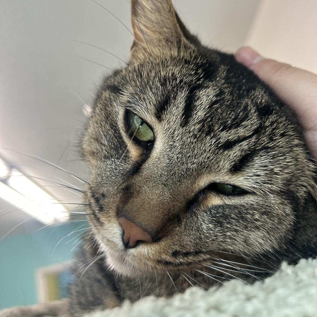 Enlarge Firulais AKA TuTu, a Adoptable Domestic Short Hair in Fresno, CA image 3/5