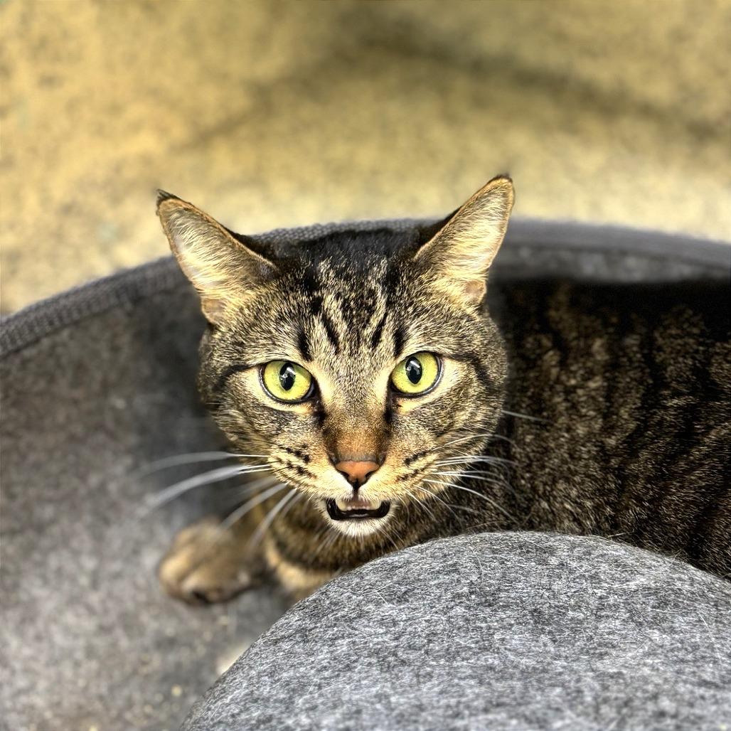 Enlarge Firulais AKA TuTu, a Adoptable Domestic Short Hair in Fresno, CA image 3/3