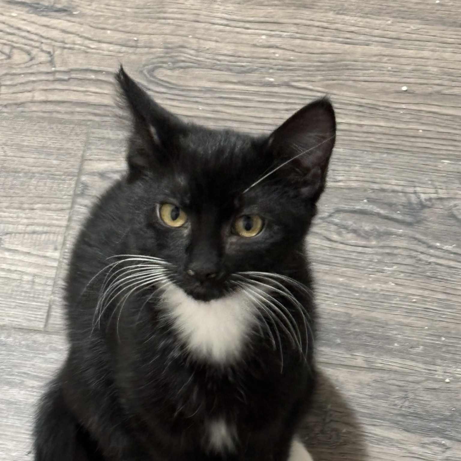 Volt & Zippy *Bonded Pair*