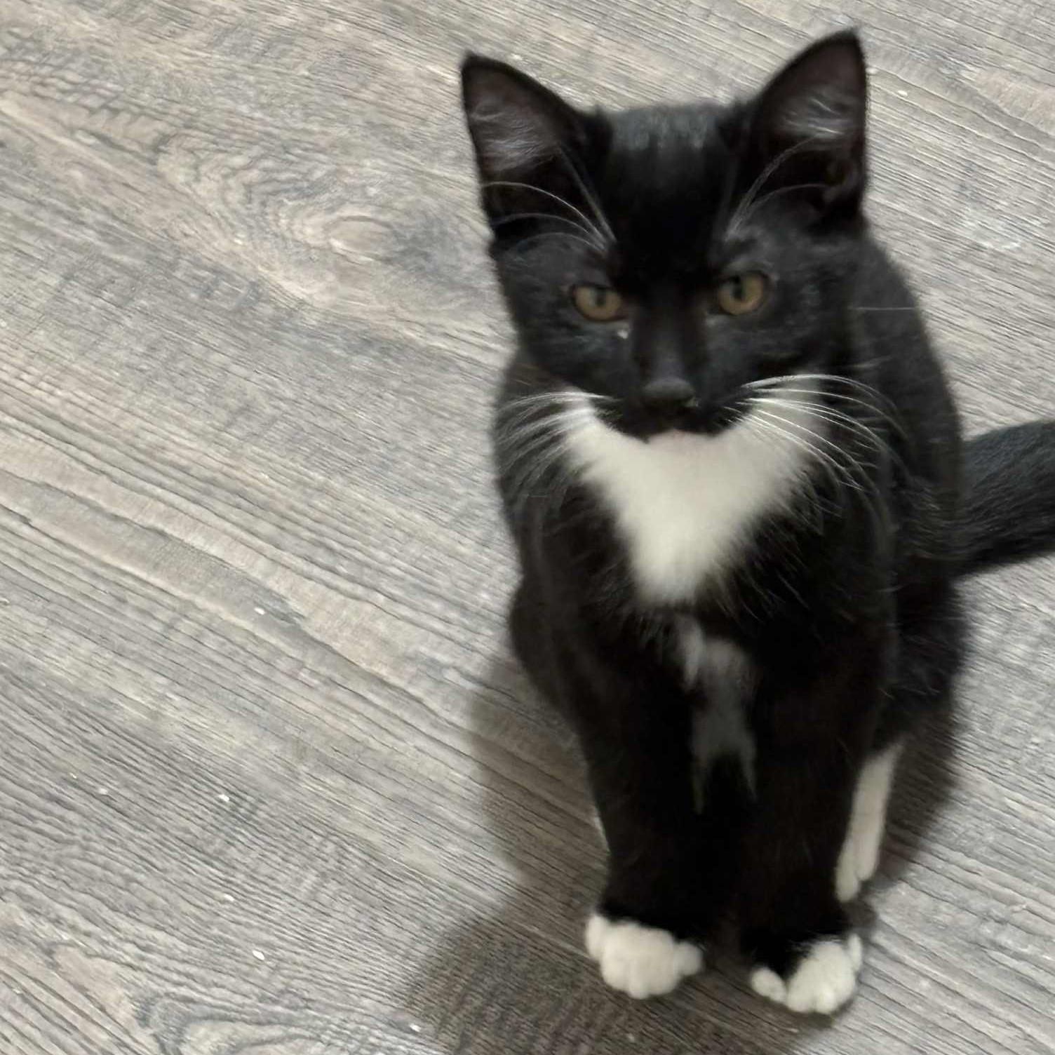 Volt & Zippy *Bonded Pair*