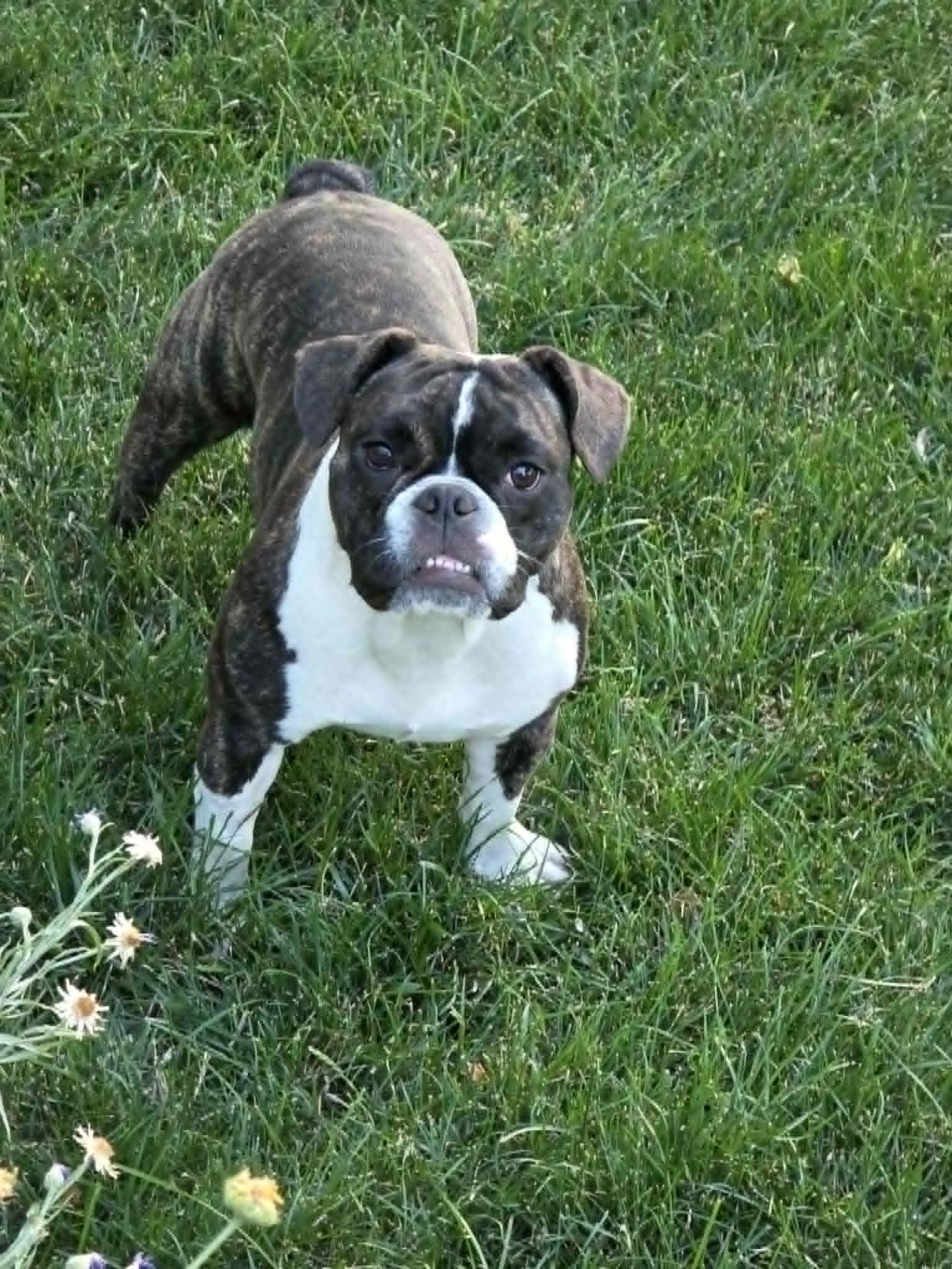 Enlarge THELMA, a ADOPTABLE mixed breed in Aurora, CO image 3/5