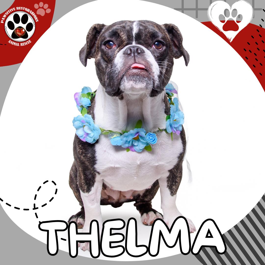 Enlarge THELMA, a ADOPTABLE mixed breed in Aurora, CO image 2/5