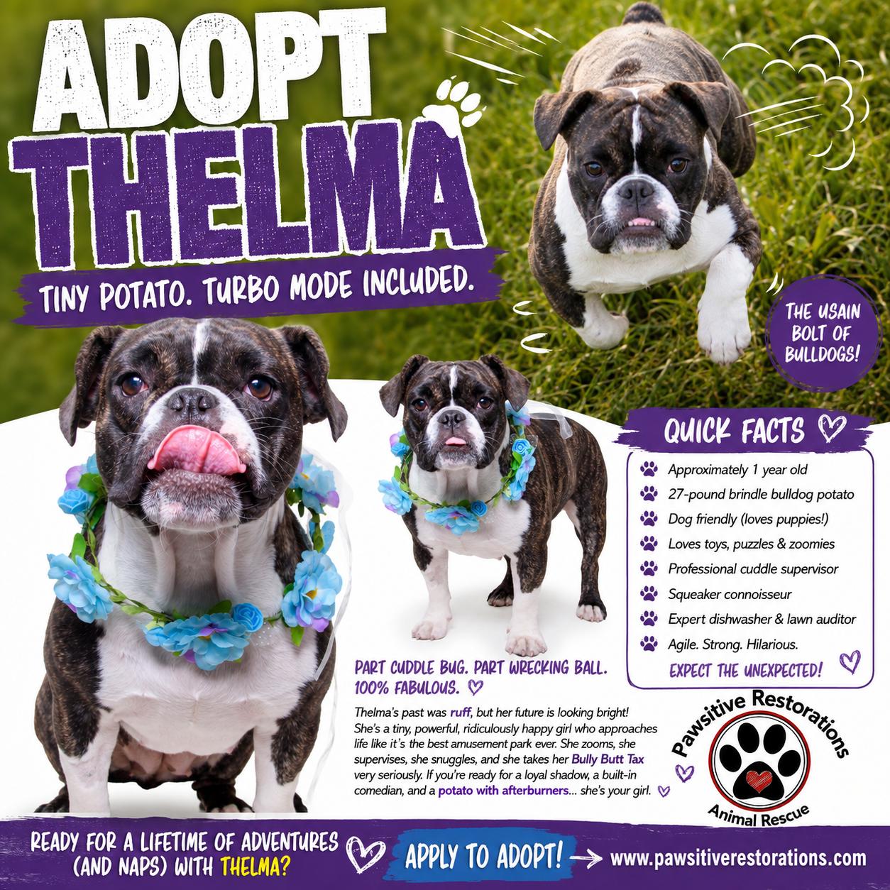 Enlarge THELMA, a ADOPTABLE mixed breed in Aurora, CO image 1/5