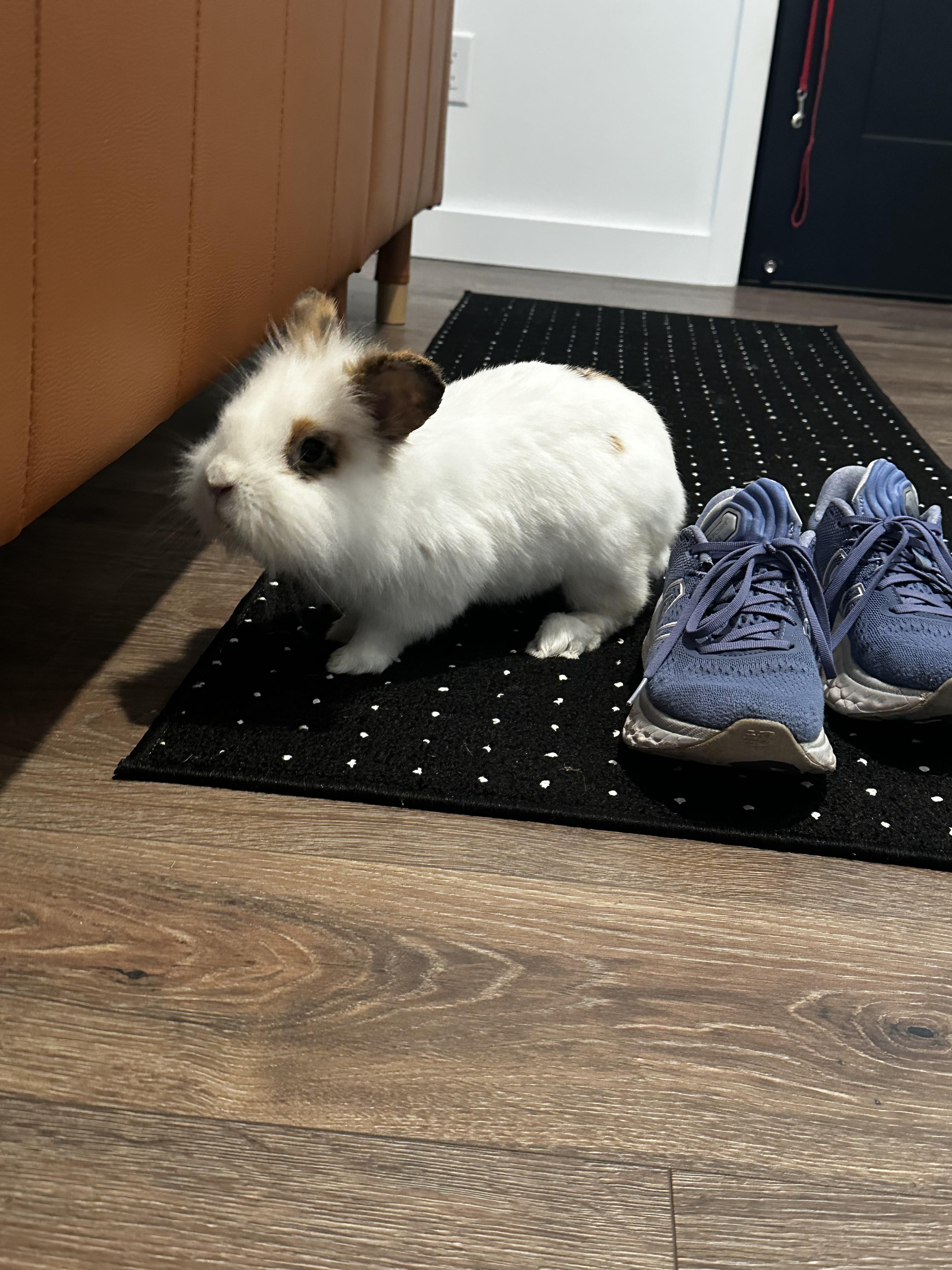 Hudson, Adoptable, Adult Male Lionhead.