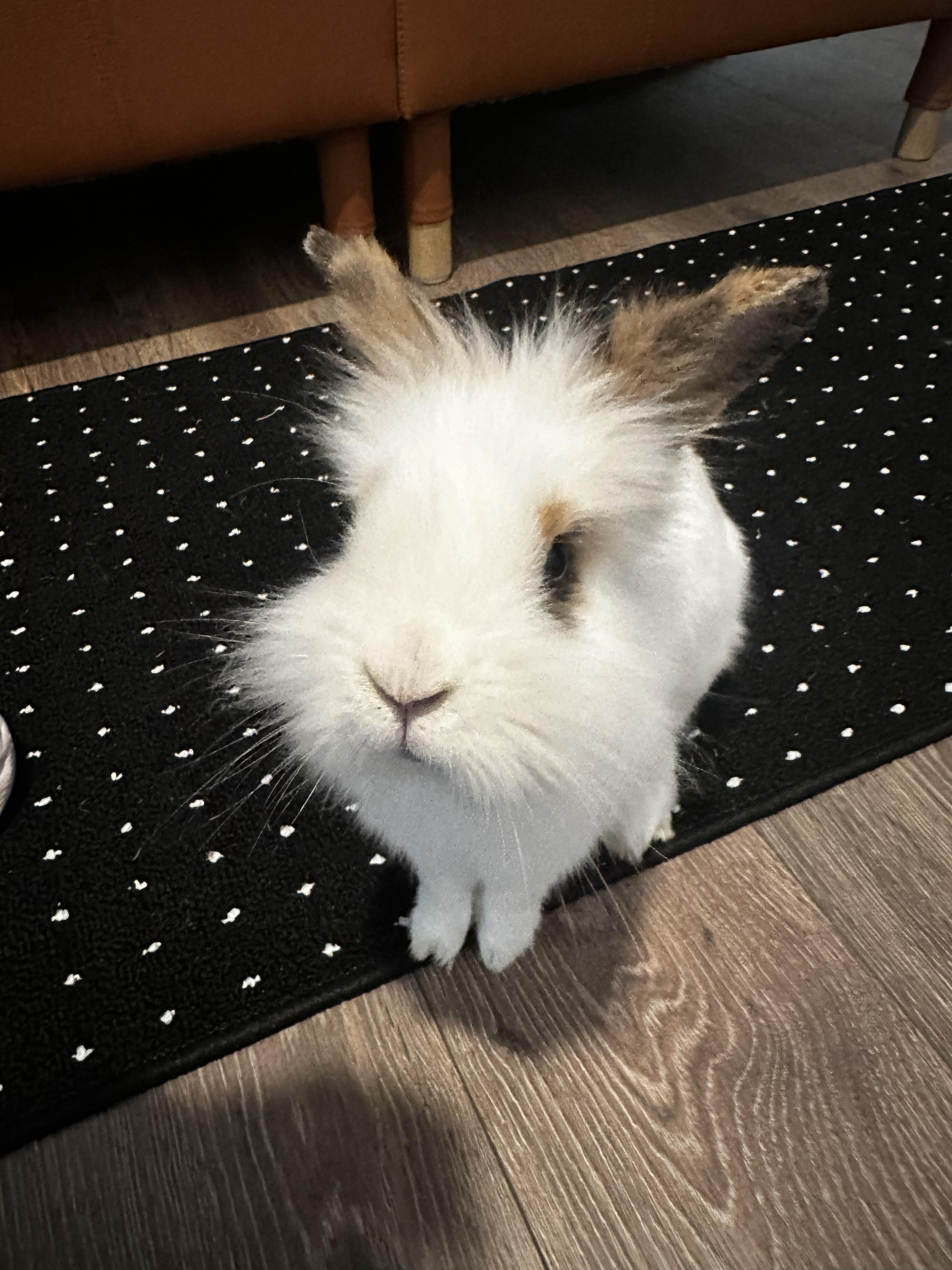 Enlarge Hudson, a Adoptable Lionhead in Pittsburgh, PA image 2/6