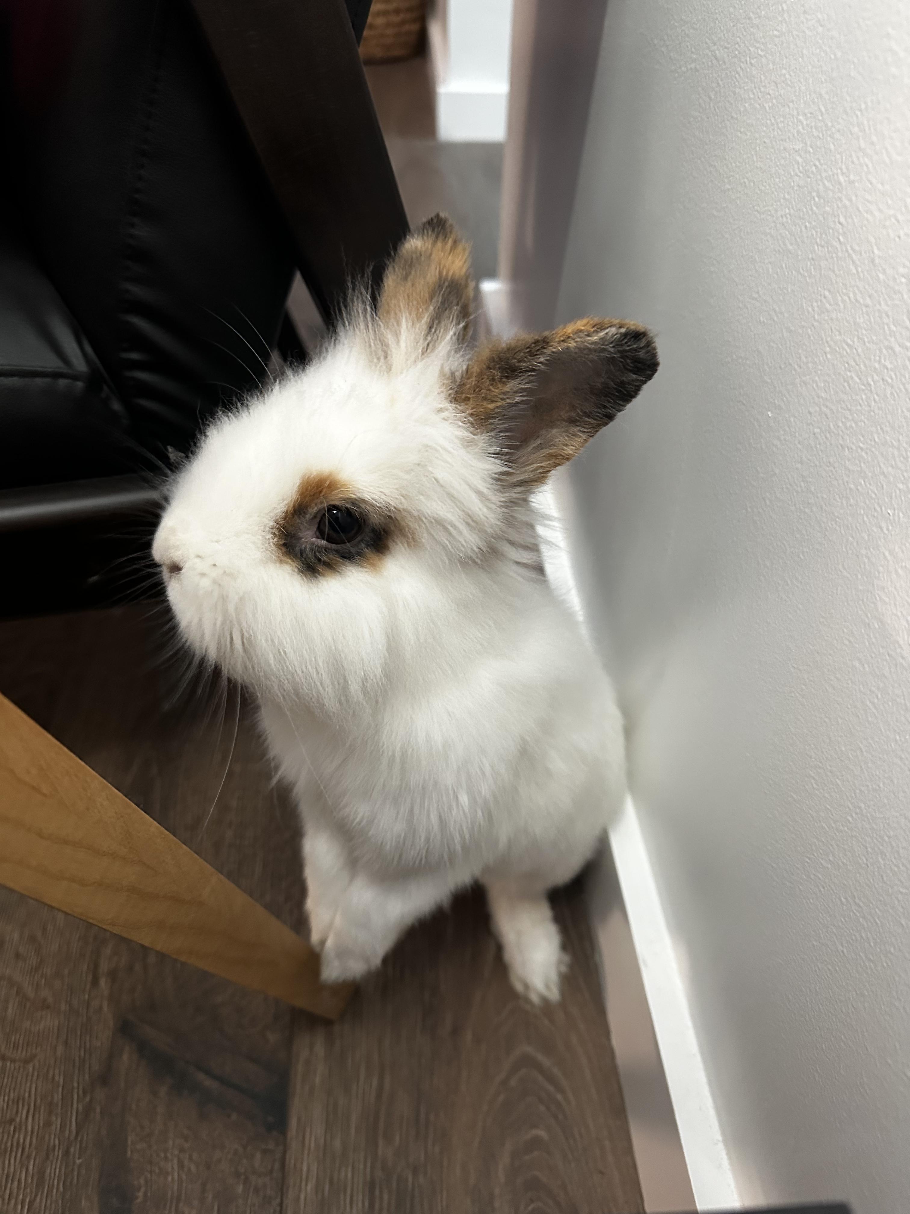 Enlarge Hudson, a Adoptable Lionhead in Pittsburgh, PA image 3/6