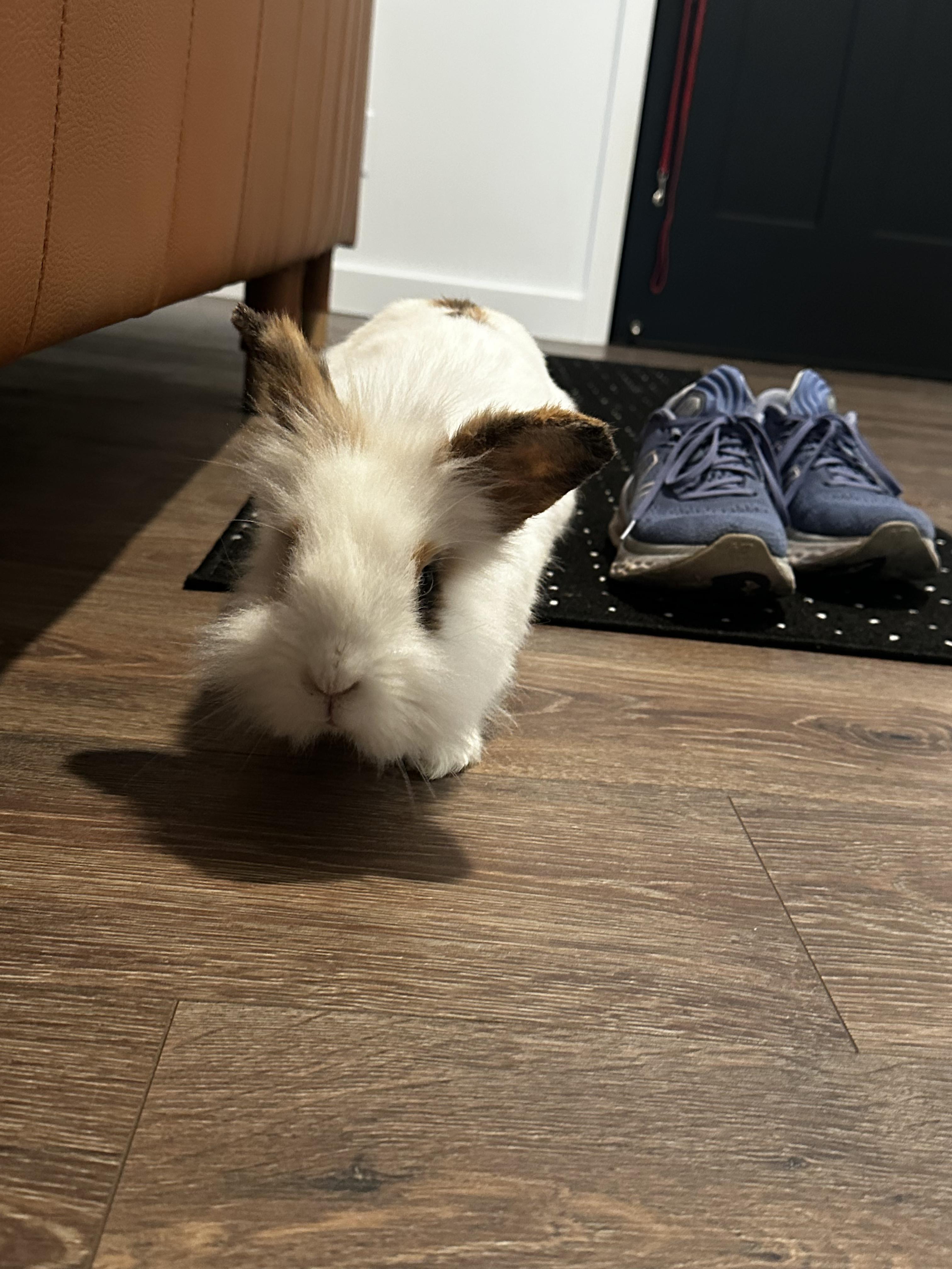 Enlarge Hudson, a Adoptable Lionhead in Pittsburgh, PA image 4/6