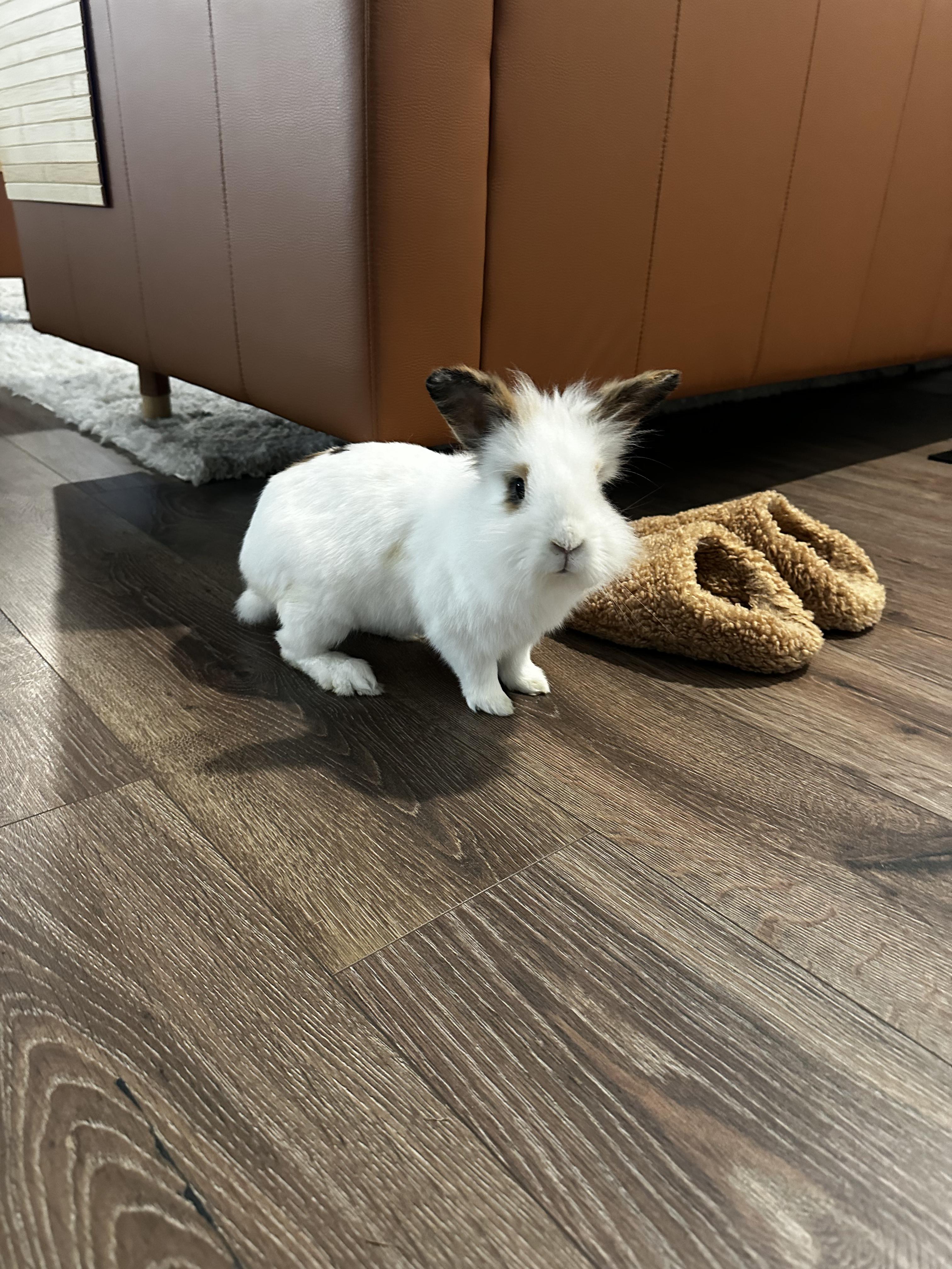 Enlarge Hudson, a Adoptable Lionhead in Pittsburgh, PA image 5/6