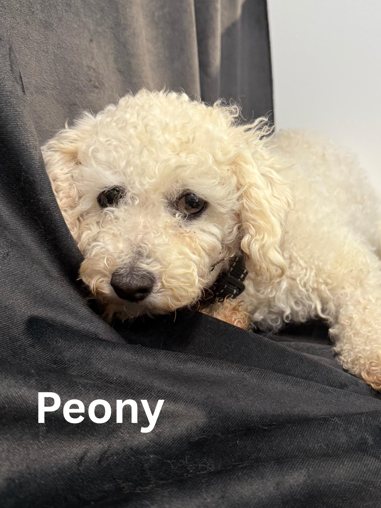 Peony, adoptable, Adult Female Bichon Frise.