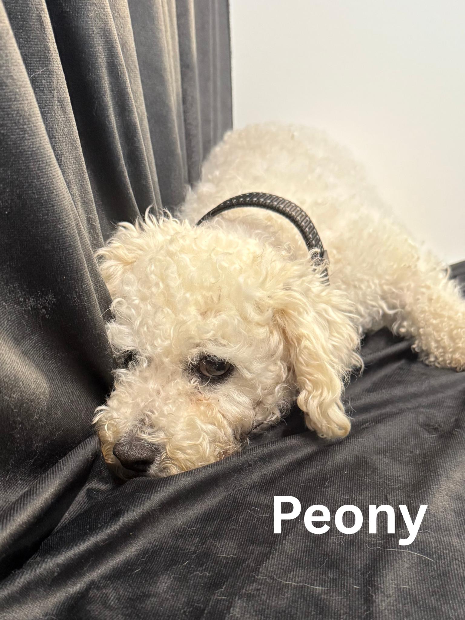 Peony, an adoptable Bichon Frise in Fredericksburg, VA image 2/6