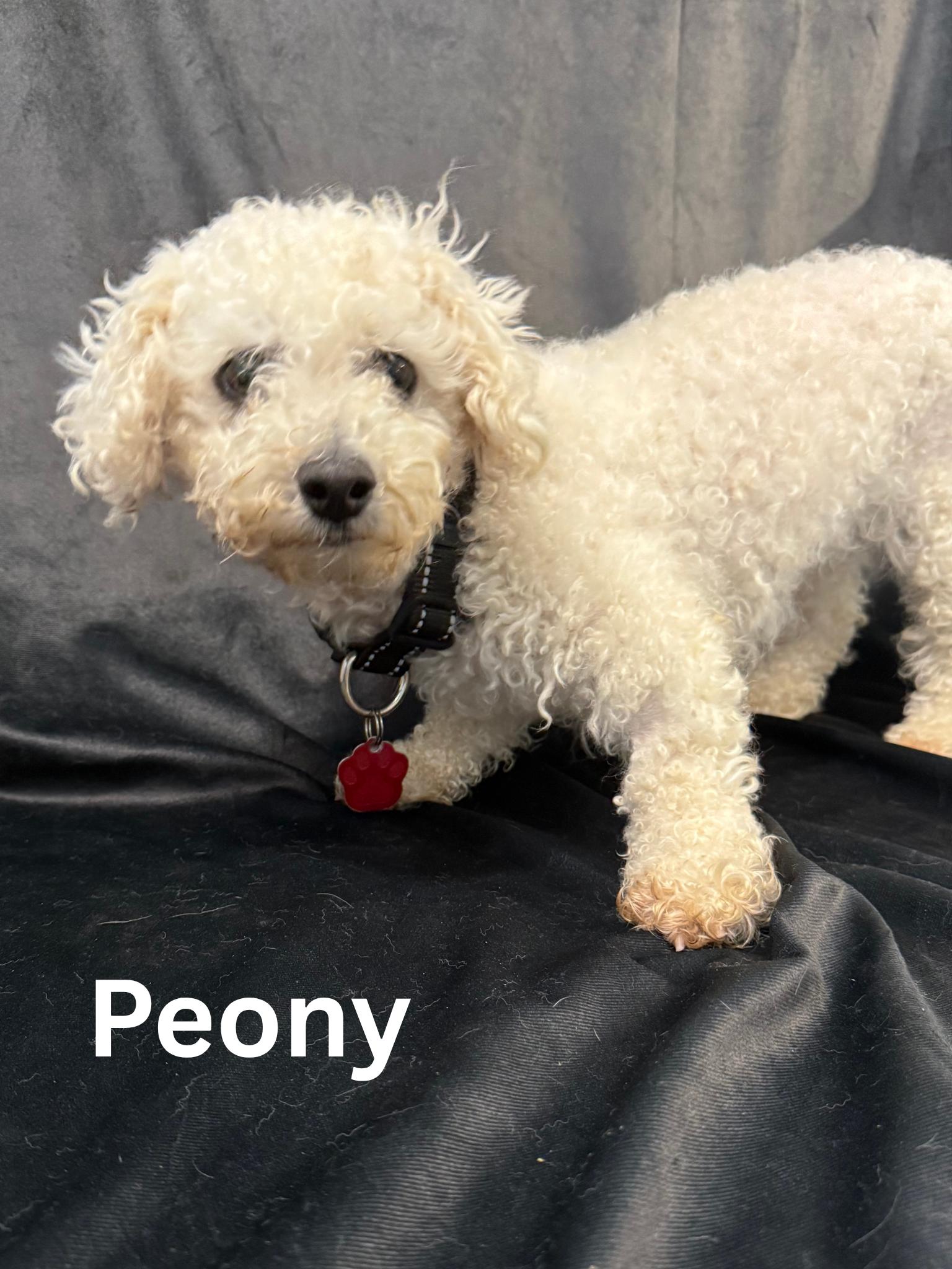Peony, an adoptable Bichon Frise in Fredericksburg, VA image 3/6