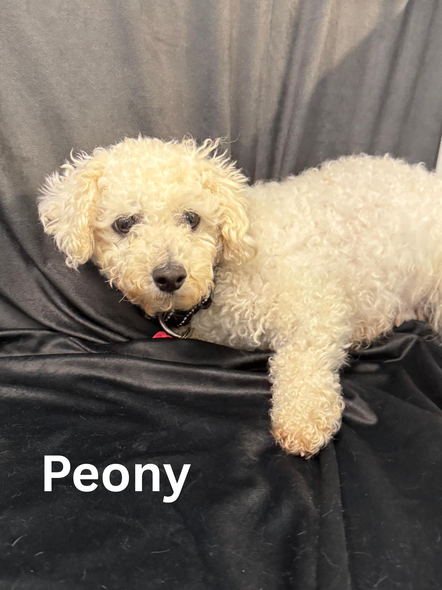 Peony, an adoptable Bichon Frise in Fredericksburg, VA image 5/6