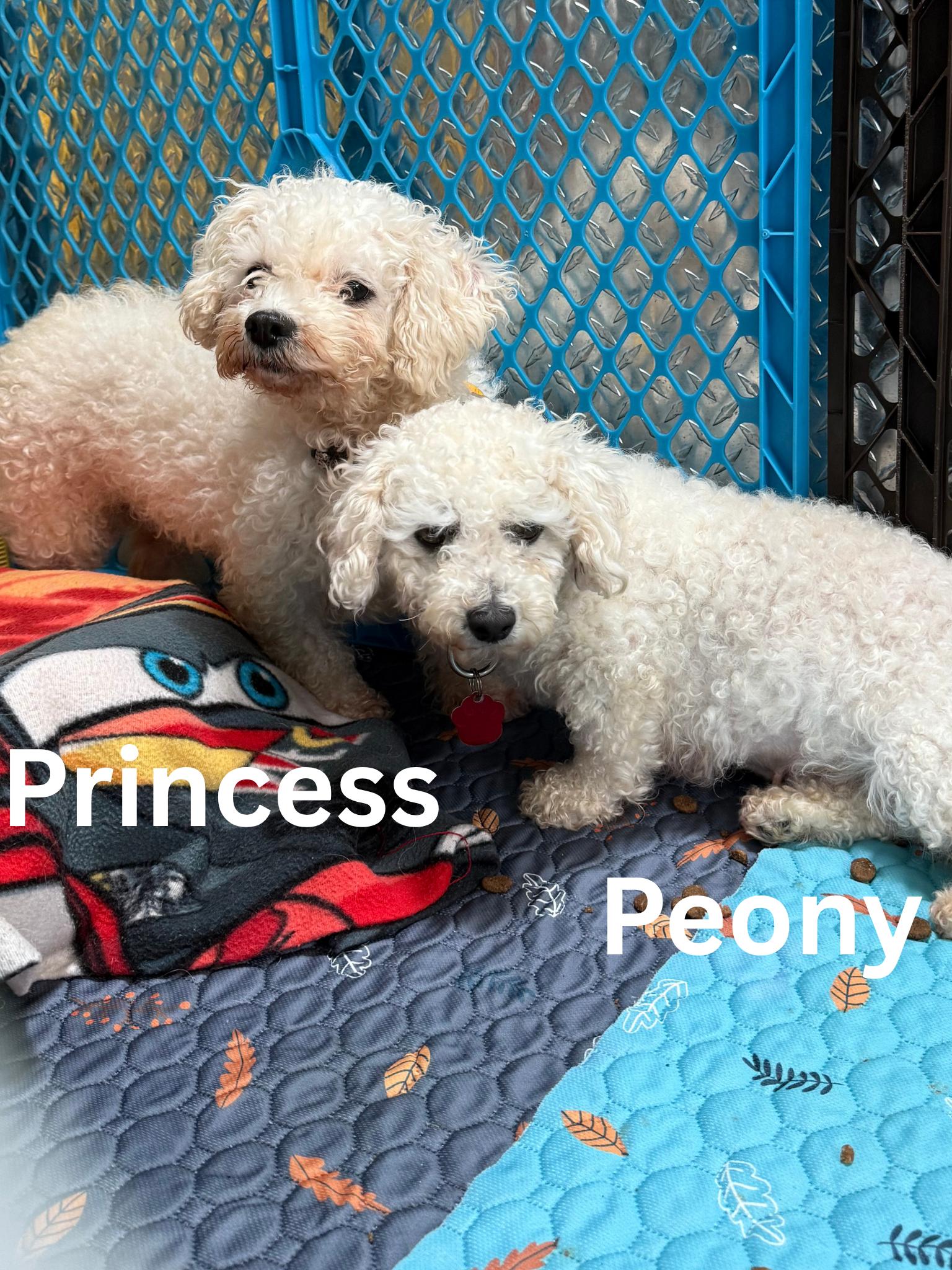 Peony, an adoptable Bichon Frise in Fredericksburg, VA image 6/6