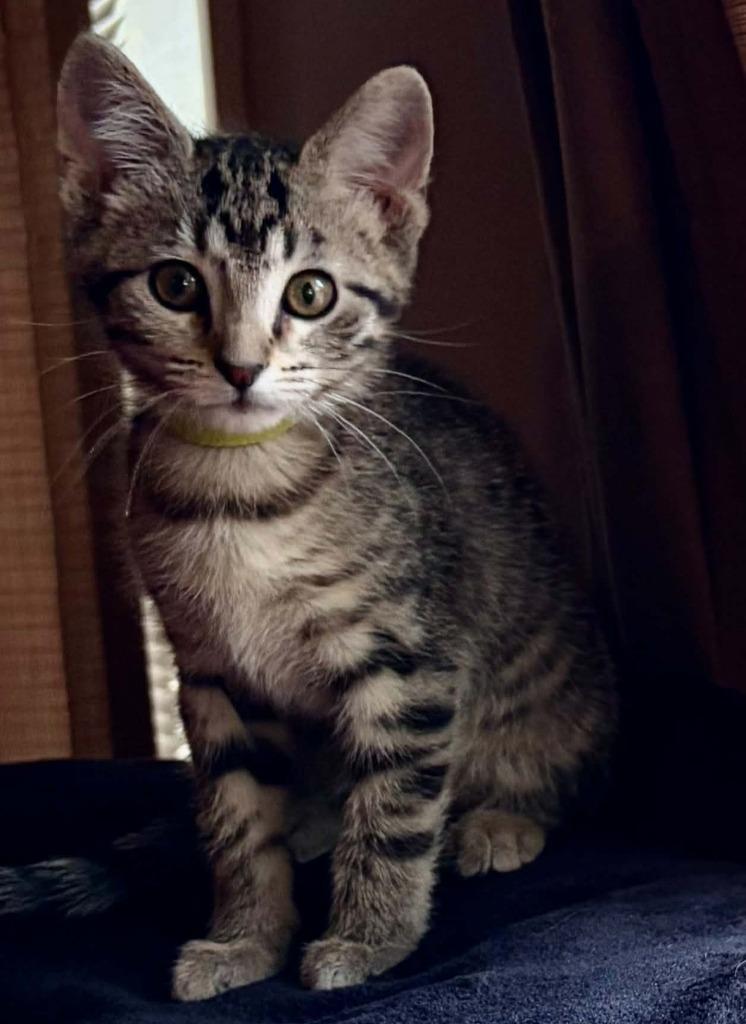 Ivy, Adoptable, Kitten Female Domestic Short Hair.