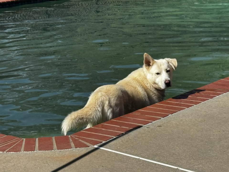 Bolt (Chuck), Adoptable, Young Male German Shepherd Dog & Great Pyrenees.