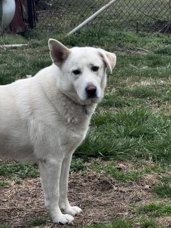Enlarge Bolt (Chuck), a Adoptable mixed breed in Gillsville, GA image 3/6