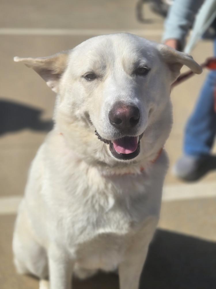 Enlarge Bolt (Chuck), a Adoptable mixed breed in Gillsville, GA image 4/6