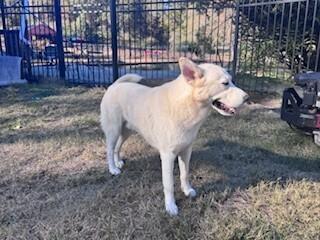 Enlarge Bolt (Chuck), a Adoptable mixed breed in Gillsville, GA image 3/5