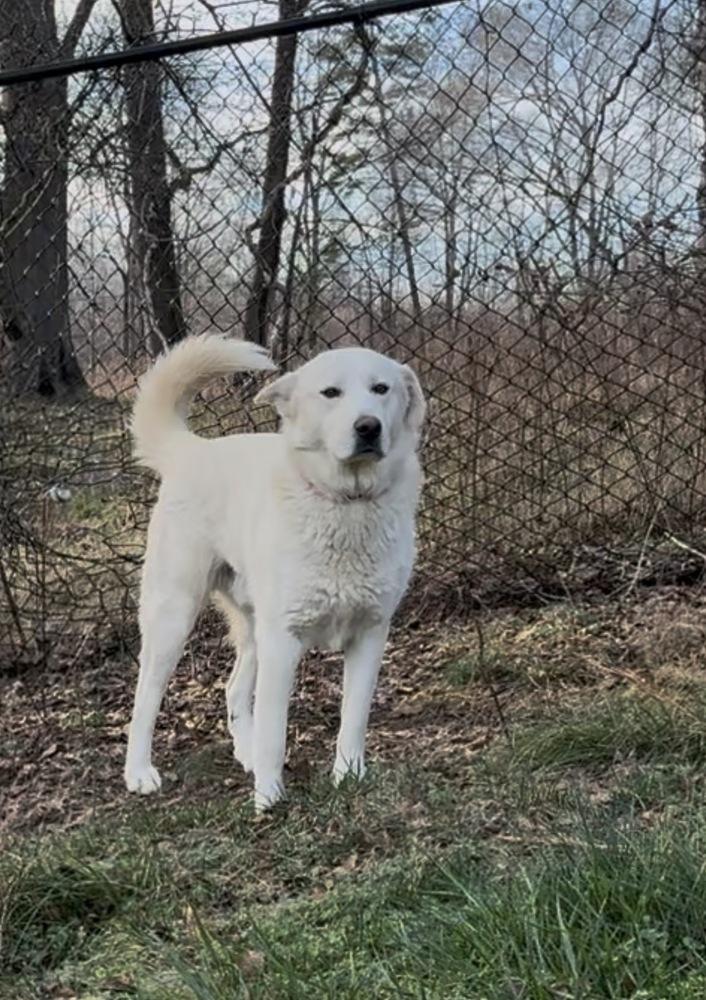 Enlarge Bolt (Chuck), a Adoptable mixed breed in Gillsville, GA image 4/6