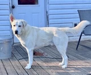 Enlarge Bolt (Chuck), a Adoptable mixed breed in Gillsville, GA image 4/5