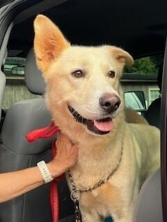 Enlarge Bolt (Chuck), a Adoptable mixed breed in Gillsville, GA image 5/5