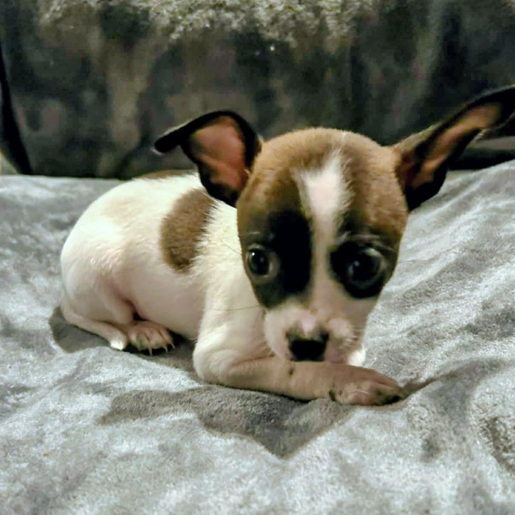 Enlarge Nadine Lenore, an adopted mixed breed in Zuni, VA image 1/6