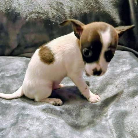 Enlarge Nadine Lenore, an adopted mixed breed in Zuni, VA image 3/6
