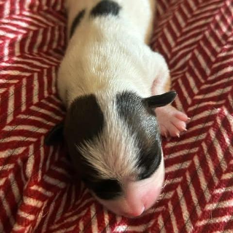 Enlarge Nadine Lenore, an adopted mixed breed in Zuni, VA image 2/6