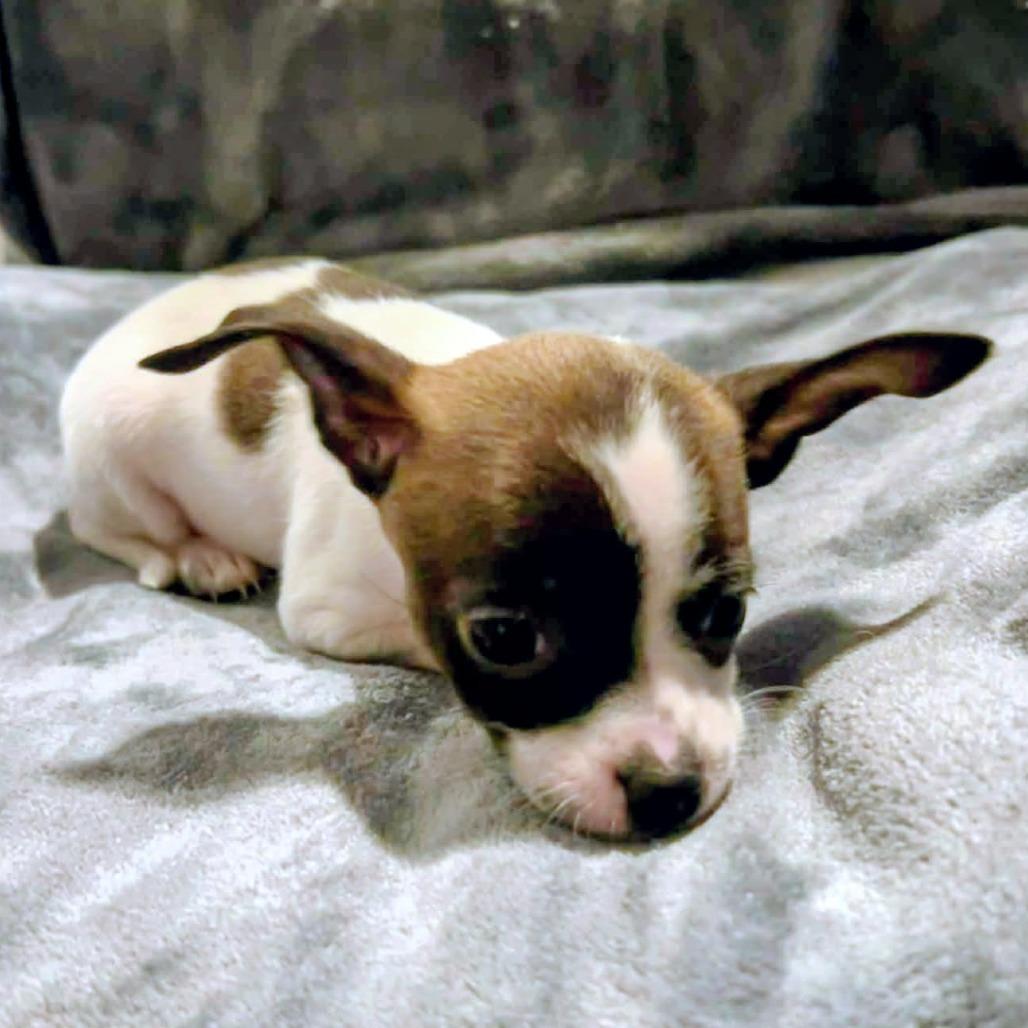 Enlarge Nadine Lenore, an adopted mixed breed in Zuni, VA image 6/6