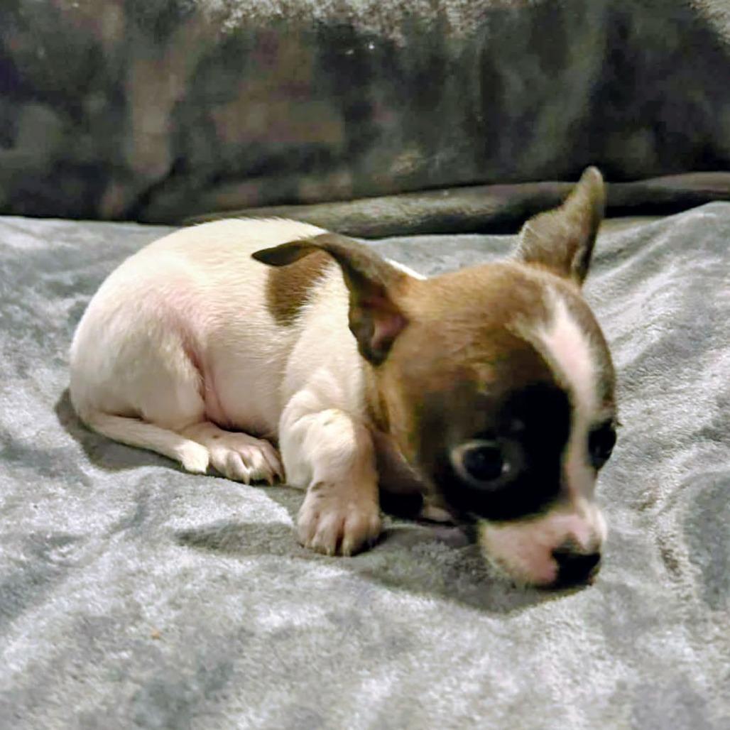 Enlarge Nadine Lenore, an adopted mixed breed in Zuni, VA image 5/6