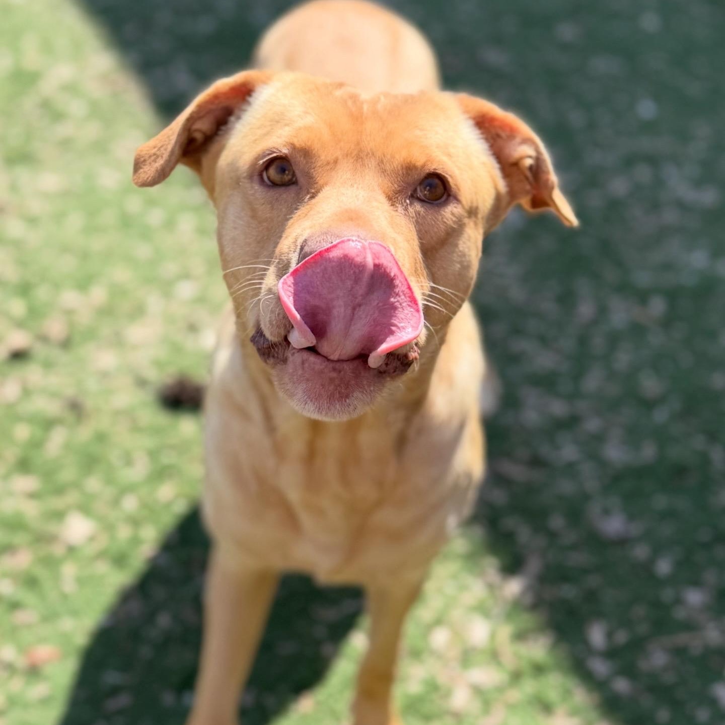 Sierra, a ADOPTABLE mixed breed in Brentwood, TN image 3/4