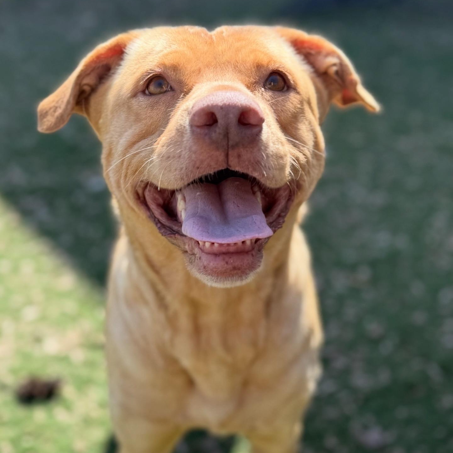 Sierra, a ADOPTABLE mixed breed in Brentwood, TN image 2/4