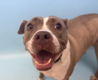 Enlarge Ashley, a Adoptable mixed breed in Woodbury, MN image 1/1