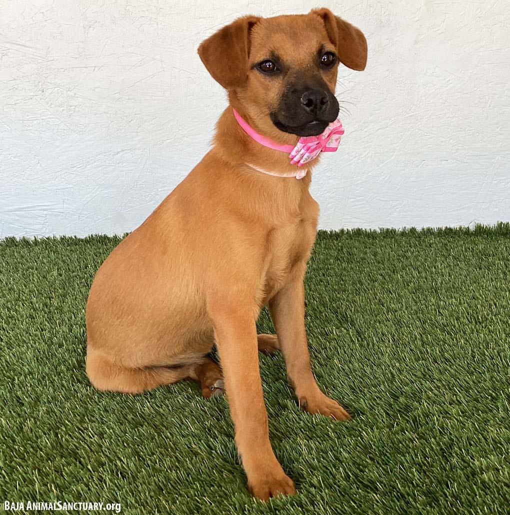 Enlarge Sophie, a Adopted mixed breed in San Diego, CA image 4/4