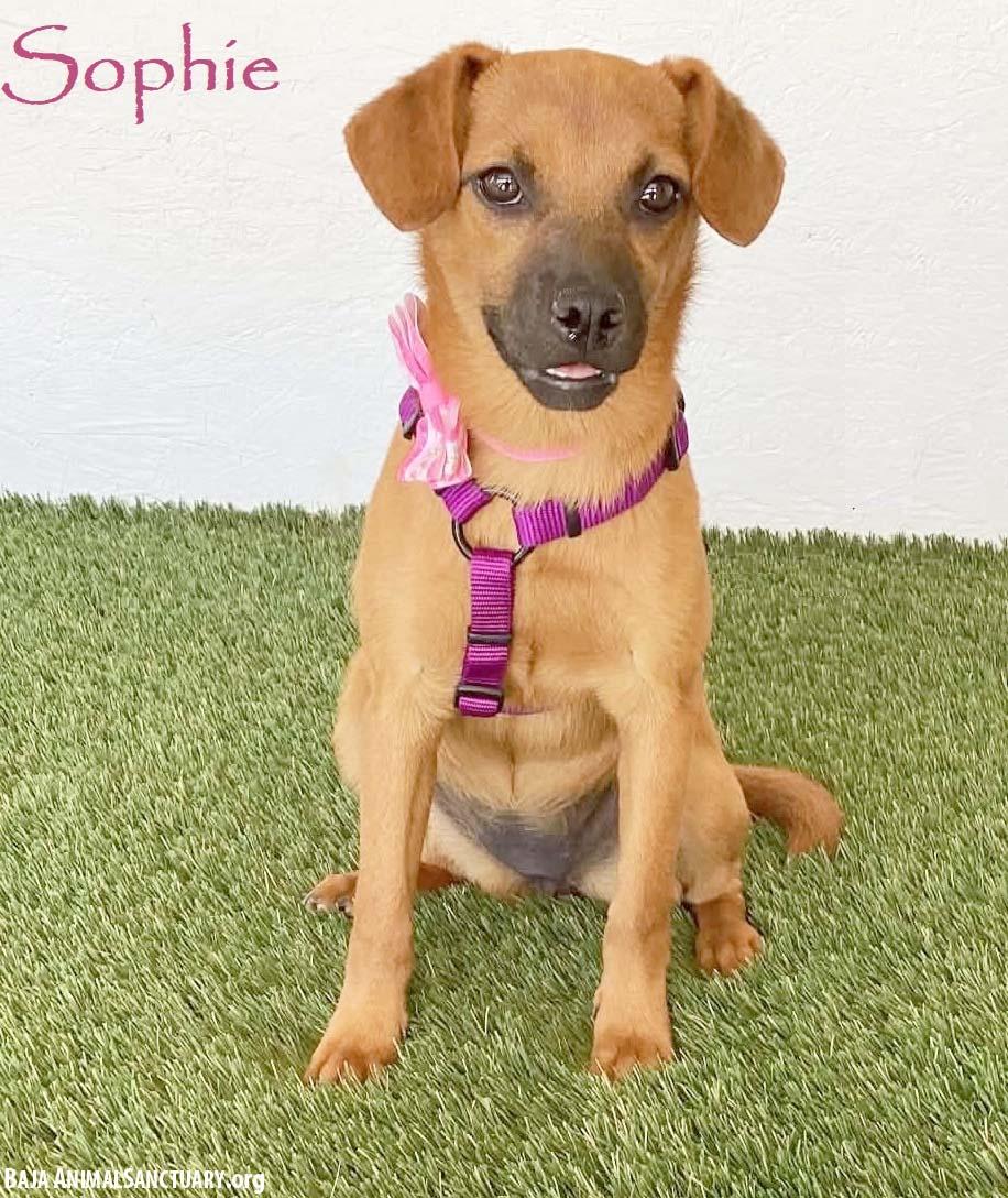 Sophie, Adopted, Puppy Female Puggle.