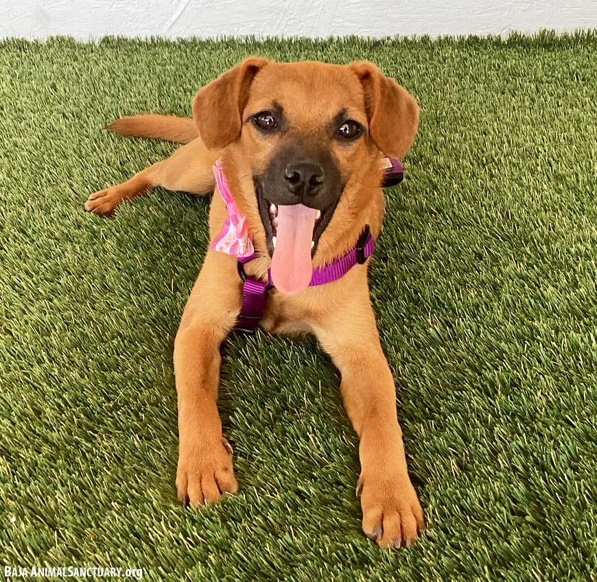 Enlarge Sophie, a Adopted mixed breed in San Diego, CA image 3/4