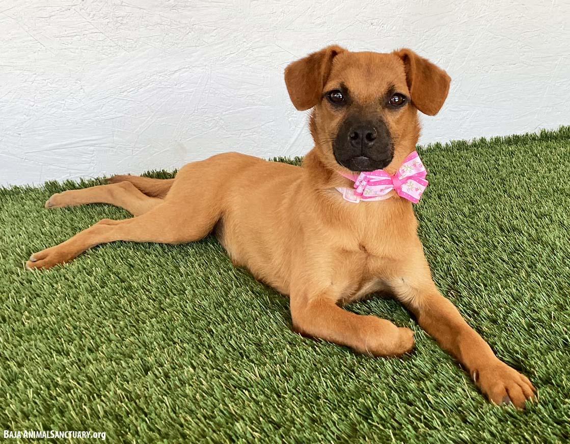 Enlarge Sophie, a Adopted mixed breed in San Diego, CA image 2/4